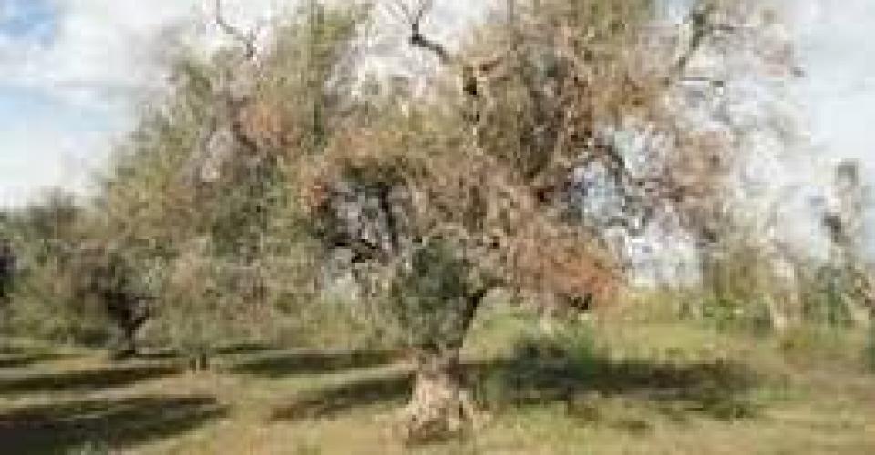 The second scientific conference on ongoing research into Xylella fastidiosa 